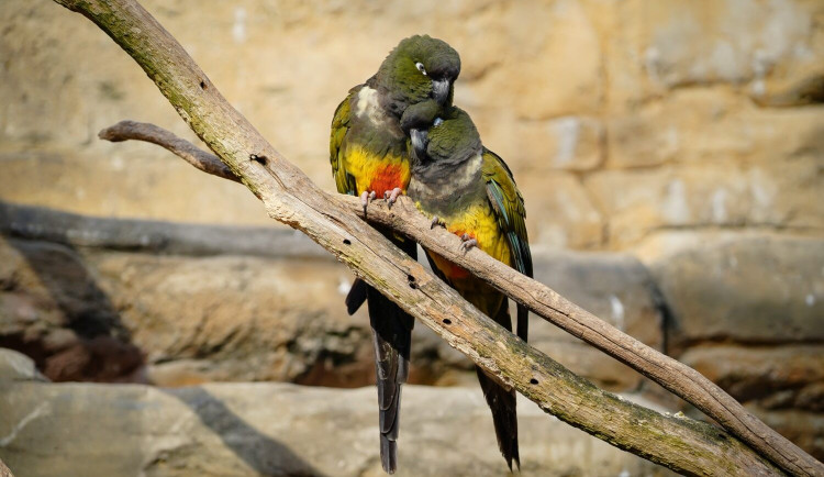 V pražské zoo potvrdili ptačí chřipku u ptáka v izolaci