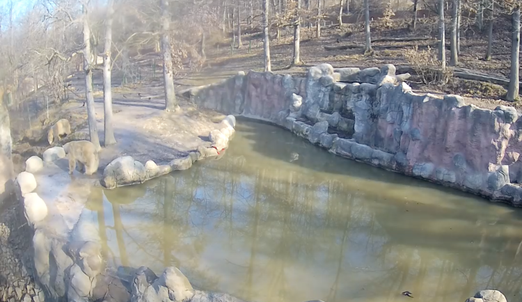 Lvi i lední medvědi živě. Brněnská zoo opět zprovoznila oblíbené online kamery