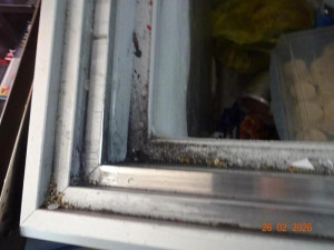 Nepořádek a špína. Zanedbanou pražskou pekárnu inspektoři na místě zavřeli