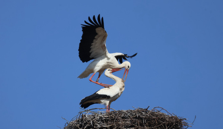 Čápi jsou zpět. Na jihu Čech už obsazují první hnízda