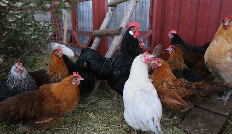 Mimořádná veterinární opatření: v chovu u Litovle odhalili pseudomor drůbeže