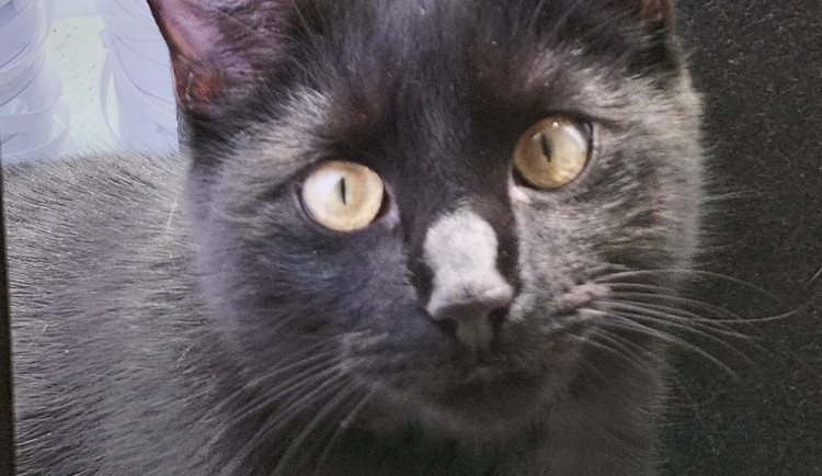 Majitelka pátrá po milovaném kocourovi. Zmizel na německé dálnici, seskočit mohl u Brna