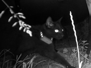 Majitelka pátrá po milovaném kocourovi. Zmizel na německé dálnici, seskočit mohl u Prahy