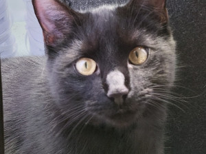 Majitelka pátrá po milovaném kocourovi. Zmizel na německé dálnici, seskočit mohl u Prahy