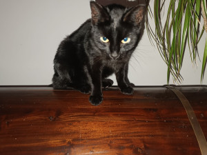 Majitelka pátrá po milovaném kocourovi. Zmizel na německé dálnici, seskočit mohl u Prahy