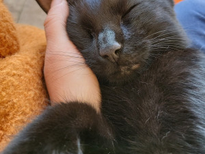 Majitelka pátrá po milovaném kocourovi. Zmizel na německé dálnici, seskočit mohl u Prahy