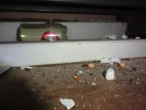 Večerka u Prahy byla plná myšího trusu. Hygienici ji dočasně uzavřeli