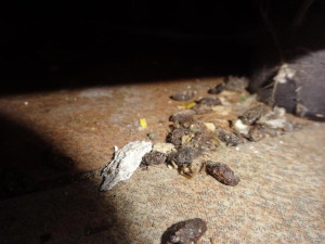 Večerka u Prahy byla plná myšího trusu. Hygienici ji dočasně uzavřeli