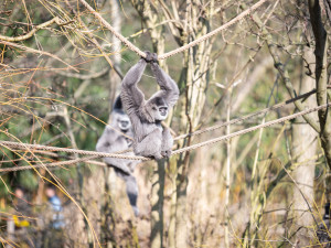 Teplé počasí láká ven obyvatele zoo. Slunečno si užívají například lvi či karakalové