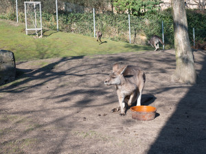 Teplé počasí láká ven obyvatele zoo. Slunečno si užívají například lvi či karakalové