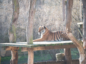 Teplé počasí láká ven obyvatele zoo. Slunečno si užívají například lvi či karakalové