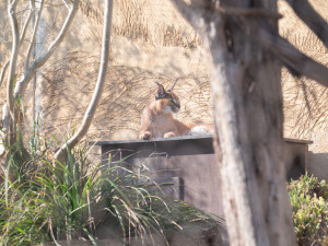 Teplé počasí láká ven obyvatele zoo. Slunečno si užívají například lvi či karakalové