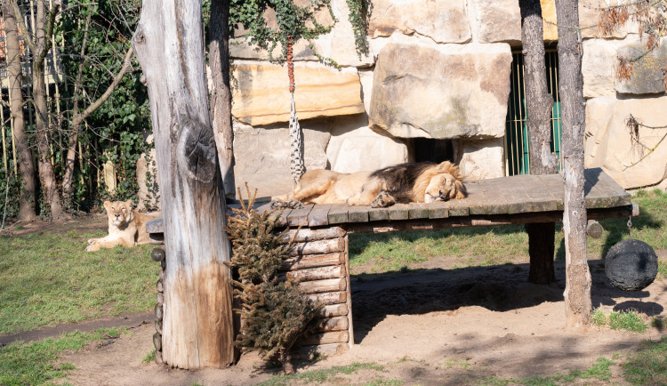 Teplé počasí láká ven obyvatele pražské zoo. Slunečno si užívají například lvi či karakalové