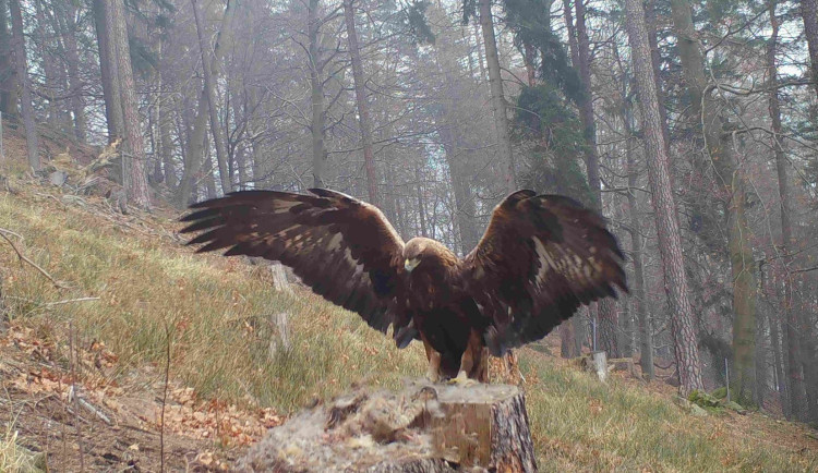 Orlům se na Moravě daří. Ochránci na severu sledují až sedm hnízdišť