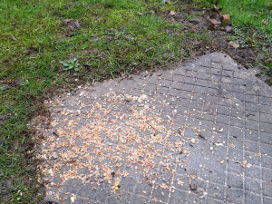 Letňany řeší krmení holubů. Radnice varuje před potkany, lidé chtějí efektivní řešení