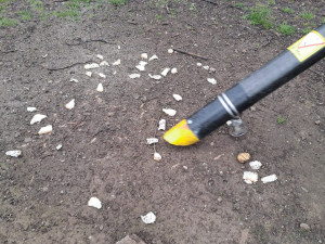 Letňany řeší krmení holubů. Radnice varuje před potkany, lidé chtějí efektivní řešení