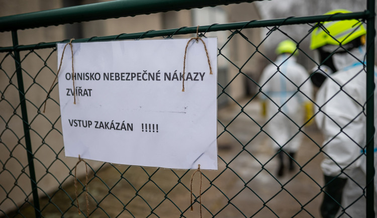 Další nález ptačí chřipky na Hradecku, hasiče čeká zásah u čtyřiceti tisíc kachen