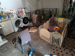 Veterináři objevili množírnu nedaleko Prahy. Živořilo v ní 150 psů