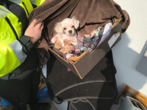 Veterináři objevili množírnu nedaleko Prahy. Živořilo v ní 150 psů