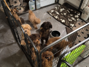 Veterináři objevili množírnu nedaleko Prahy. Živořilo v ní 150 psů