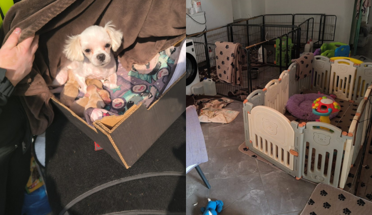 Zvířata chovali v nevyhovujících podmínkách.