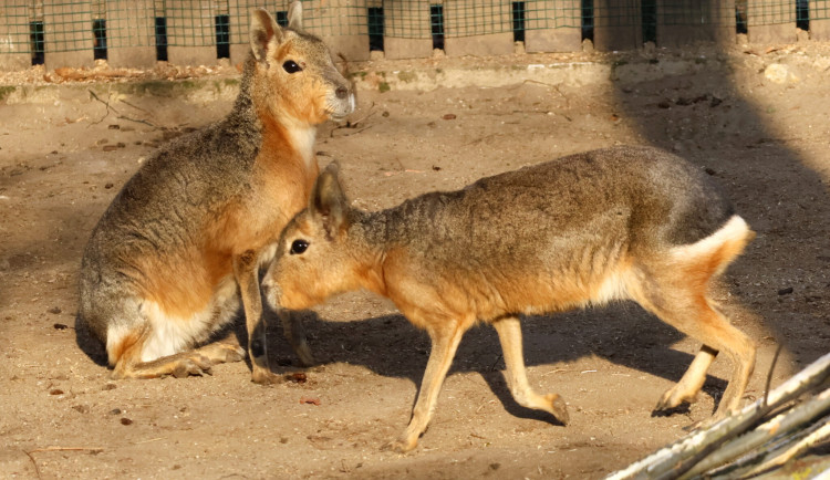 V Hodoníně se zabydlují mary stepní. Připomínají zajíce a jsou opravdu zdatní běžci