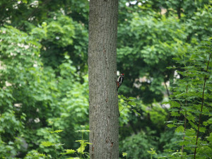 Na Hradě žijí kavky i záhadní roztoči. Biologové v areálu našli stovky obyvatel