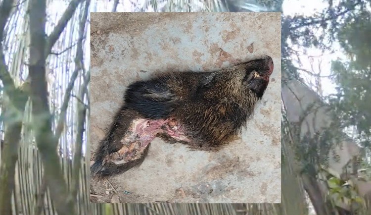 Poradci pražské náměstkyně Komrskové hodil maskovaný muž za plot hlavu kance