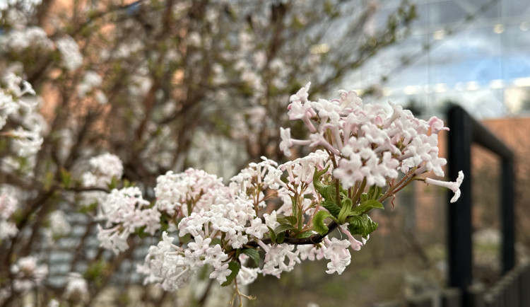 FOTO: První květy i svěží zeleň. Brněnská botanická zahrada se probouzí