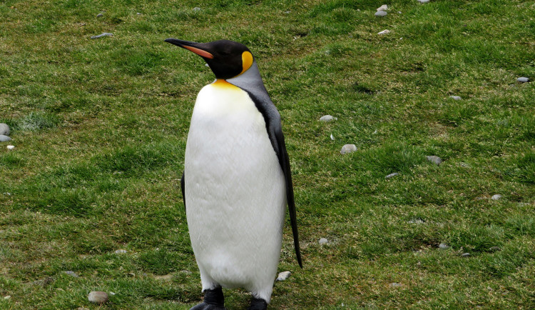 Muž v Opavě vytasil falešný pas Antarktidy, státní znak přelepil obrázkem tučňáka