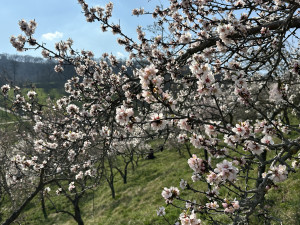 FOTO: Jaro je tu. V Petřínských sadech kvetou stovky mandloní