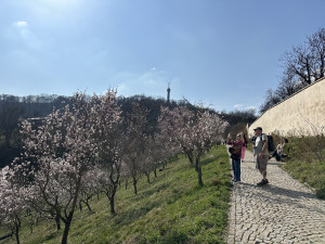 FOTO: Jaro je tu. V Petřínských sadech kvetou stovky mandloní