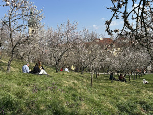 FOTO: Jaro je tu. V Petřínských sadech kvetou stovky mandloní