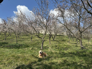 FOTO: Jaro je tu. V Petřínských sadech kvetou stovky mandloní