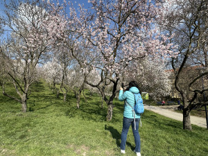 FOTO: Jaro je tu. V Petřínských sadech kvetou stovky mandloní