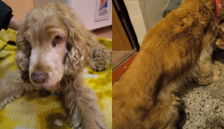 Max byl nemocný a vyhublý.