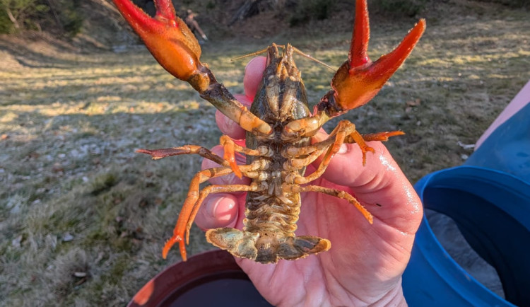 Skvělá zpráva z Jizerskohorských bučin: v tamních vodách se daří rakům