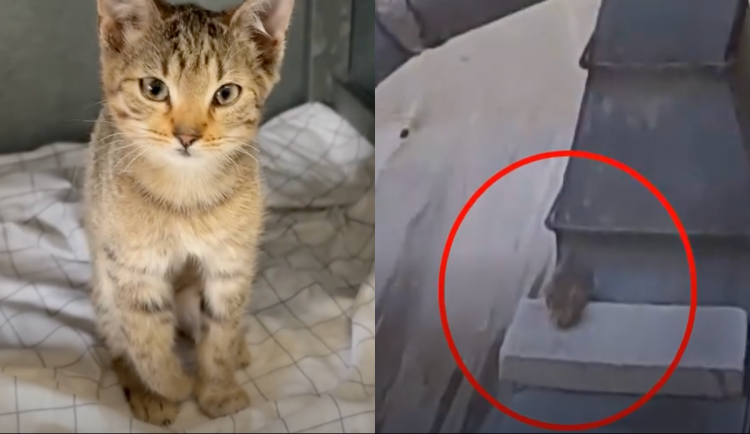 Kotě mělo zlomenou packu.