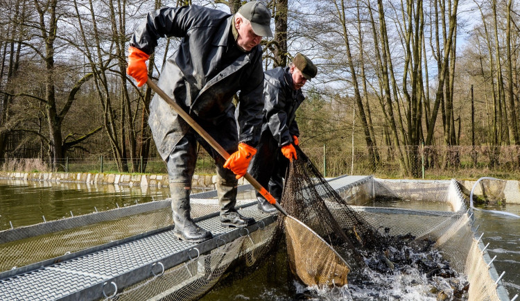 Velikonoční prodej ryb začne u rybníku Košinář. Ceny zůstávají stejné už několik let