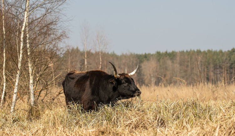 Rezervace Janovský mokřad u D5 za Plzní láká na pratury, divoké koně a ptáky