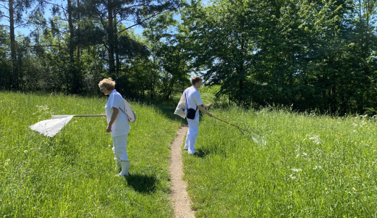 Jarní počasí probouzí klíšťata. Riziko číhá v městské zeleni