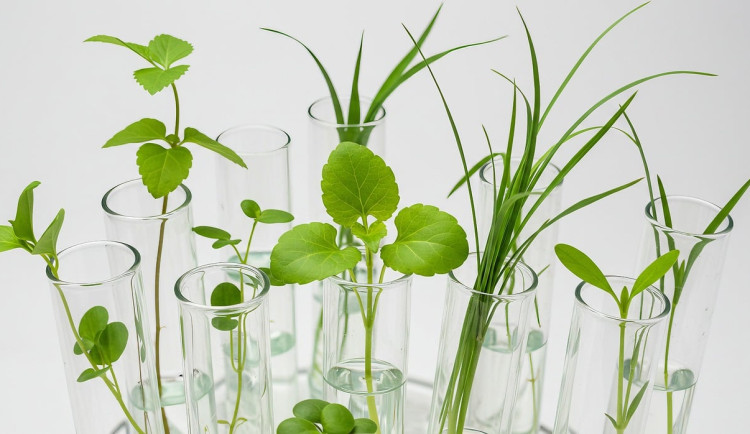 Podpora pro uchování genetických zdrojů vzroste na 90 milionů korun