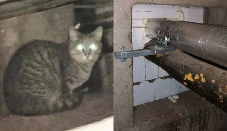 Kočky podle ochránců zvířat zůstaly bez vody a jídla a nemohou ven.