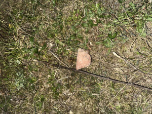 V Holešovicích řádí vrah psů. V parku poházel kusy masa plné hřebíků