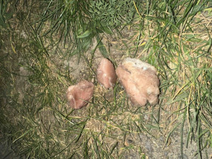 V Holešovicích řádí vrah psů. V parku poházel kusy masa plné hřebíků