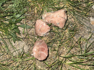 V Holešovicích řádí vrah psů. V parku poházel kusy masa plné hřebíků