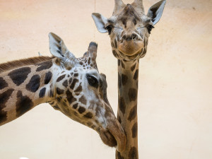 Trpělivá Niara (vpravo) snáší zájem ostatních samic při prvním seznámení s nimi.