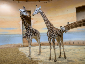 Seznamování Niary s pražskými samicemi