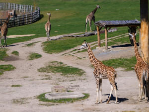 V rozlehlé Africké savaně se Niara (na snímku v popředí vlevo) zatím jeví nejklidněji. Dostatečný prostor jí dává možnost vzdalovat či přibližovat se k ostatním zvířatům dle libosti. Pomůže jí to adaptovat se a pochopit své místo v hierarchii stáda.