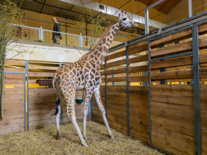 Tříletá žirafí samice Niara v zázemí pavilonu Africký dům. V pozadí vrchní veterinář Zoo Praha Roman Vodička.